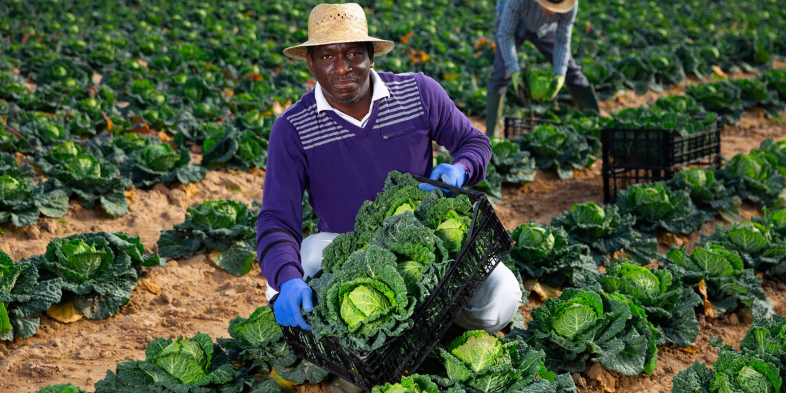 Presidente moçambicano desafia agricultores a aumentar produção