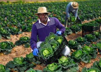 Presidente moçambicano desafia agricultores a aumentar produção