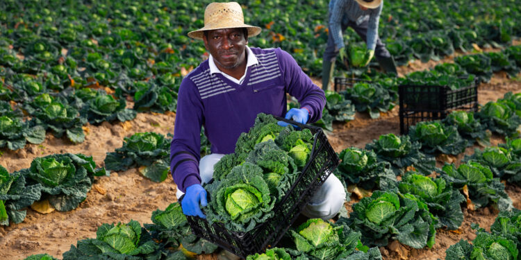 Presidente moçambicano desafia agricultores a aumentar produção