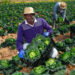 Presidente moçambicano desafia agricultores a aumentar produção