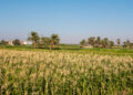 Climate-smart agriculture practices help smallholders deal with threats to African agriculture