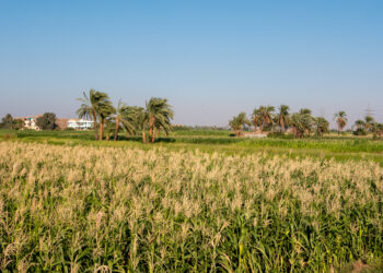 Climate-smart agriculture practices help smallholders deal with threats to African agriculture