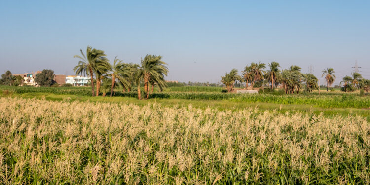 Climate-smart agriculture practices help smallholders deal with threats to African agriculture