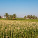 Climate-smart agriculture practices help smallholders deal with threats to African agriculture